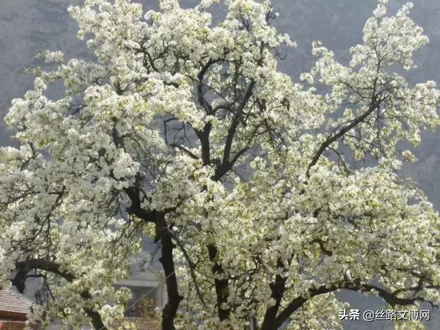 舟曲：許你一路花香